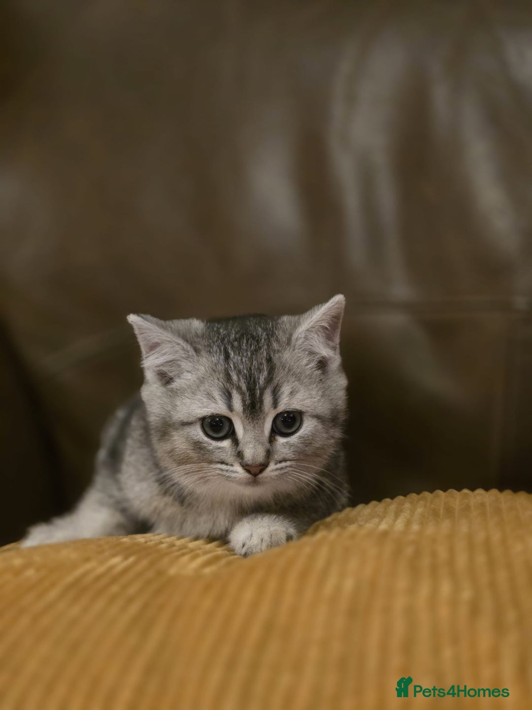 Mixed Breed cats for sale: British Shorthair mixed breed - Advert 3