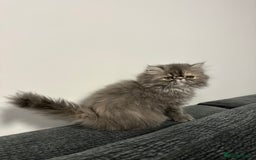Persian cats for sale: ⭐️ Exceptional Persian x Exotic Kittens ⭐️ - Advert 12