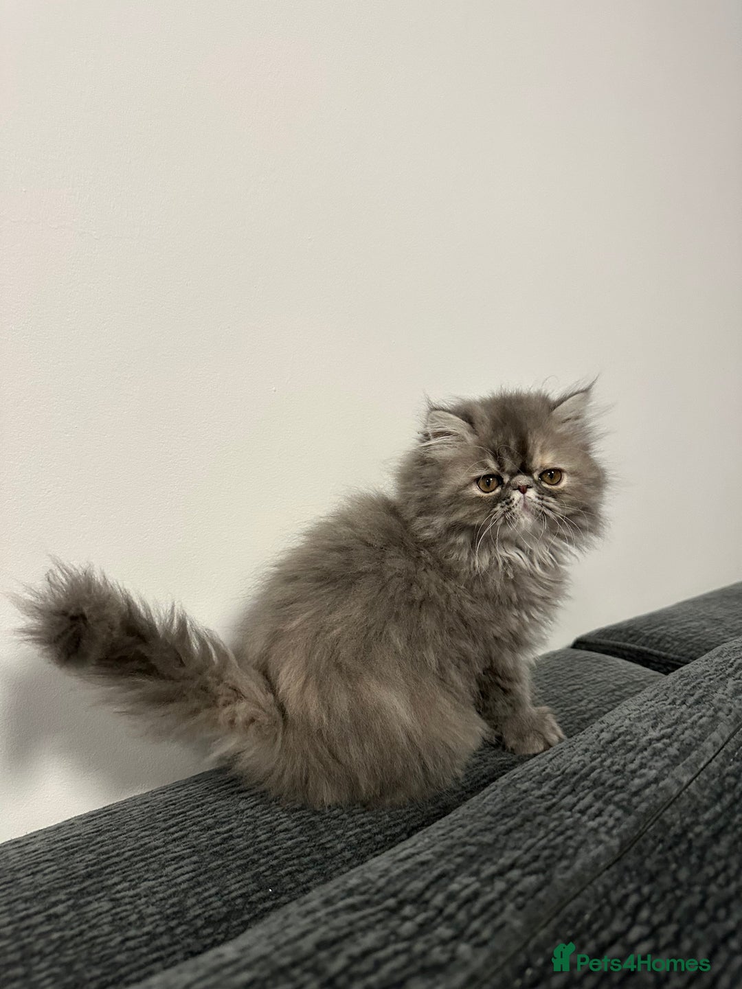 Persian cats for sale: ⭐️ Exceptional Persian x Exotic Kittens ⭐️ - Advert 12