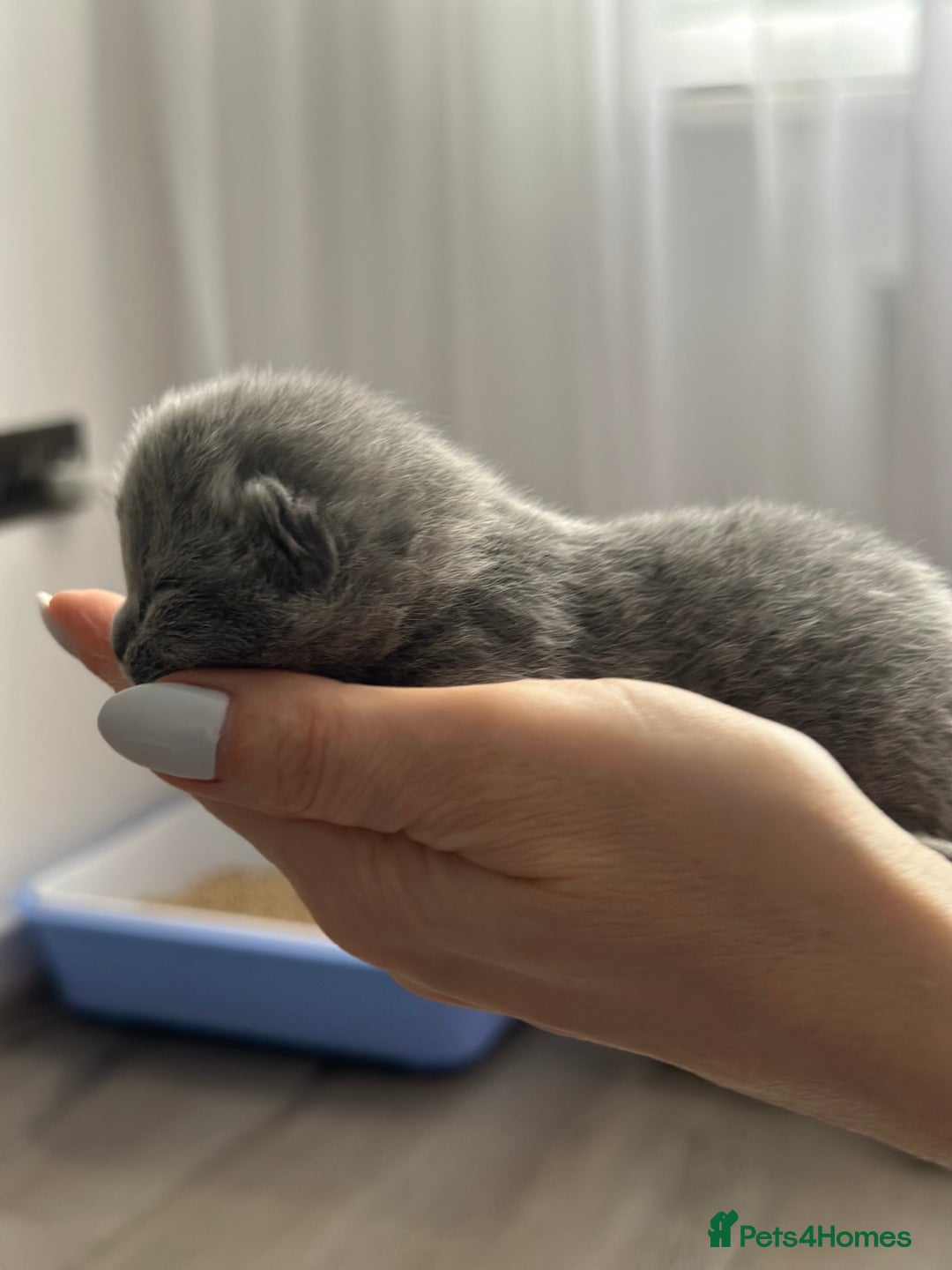 British Shorthair cats for sale: 🏆Champions line🏆BSH Blue kittens  - Image 14