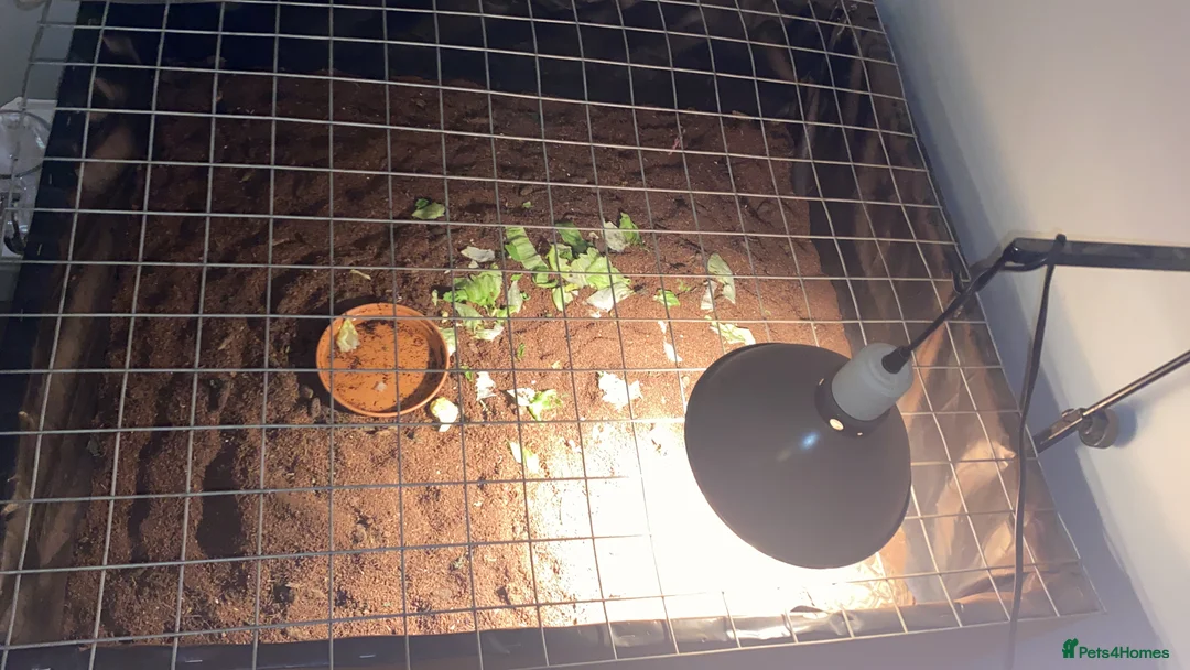 Hermann Tortoise reptiles for sale: Herman’s tortoise and set up - Advert 4