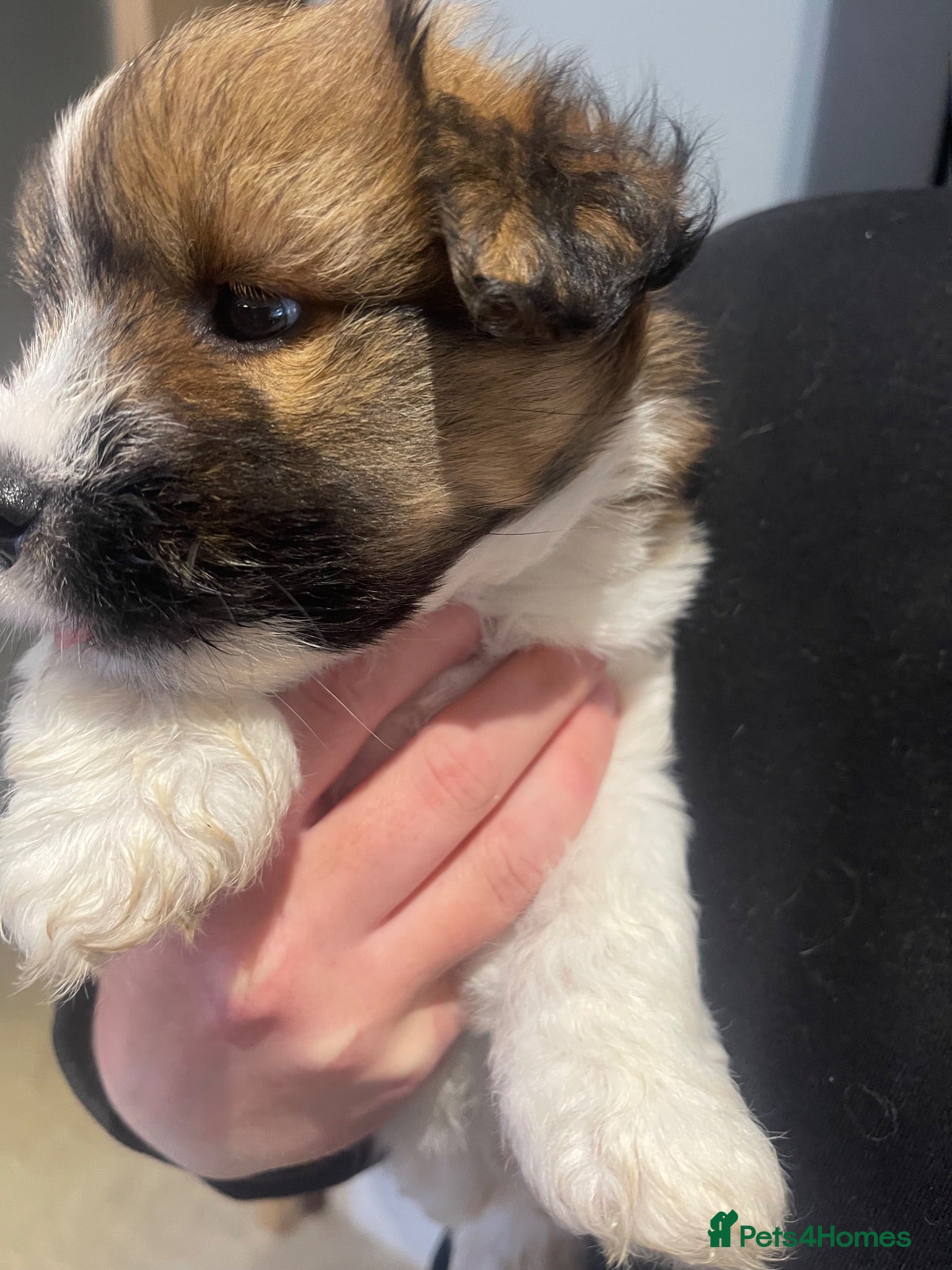 Jack Russell dogs Jack Russell rough coated for sale  - Advert 2