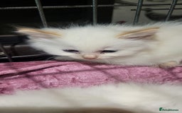 Siberian cats for sale: BEAUTIFUL REGISTERED SIBERIAN KITTENS  - Image 6