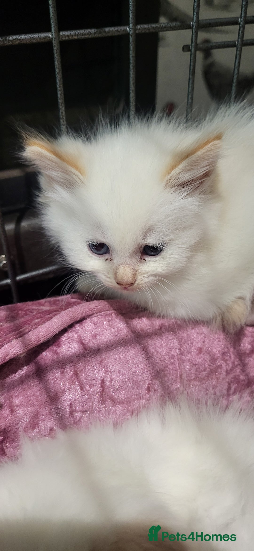 Siberian cats for sale: BEAUTIFUL REGISTERED SIBERIAN KITTENS  - Image 6