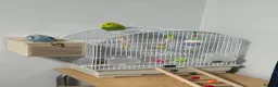 Budgerigars birds for sale: Pair of Beautiful Budgies with cage ,food & toys - Advert 2