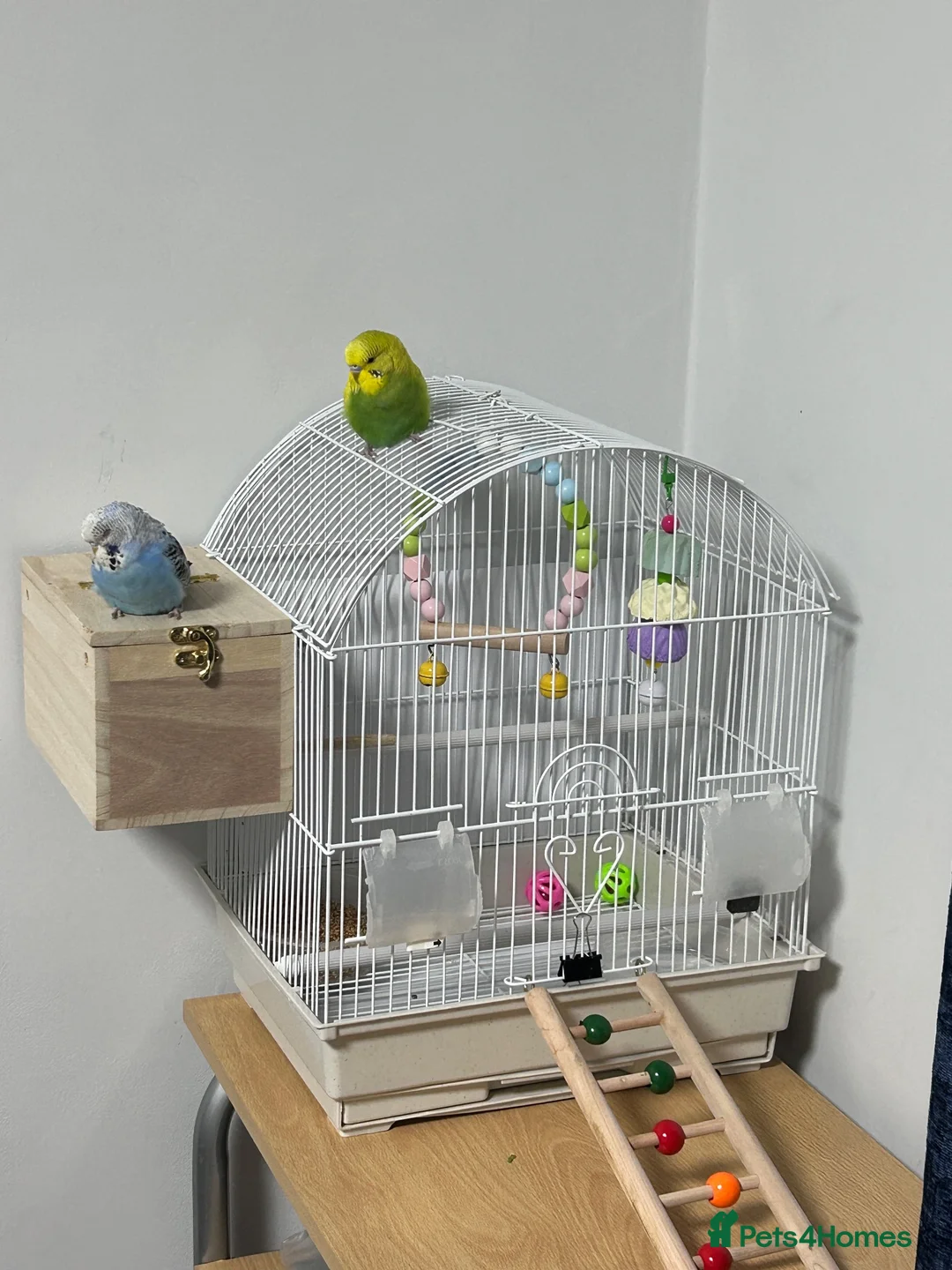 Budgerigars birds for sale: Pair of Beautiful Budgies with cage ,food & toys - Advert 2