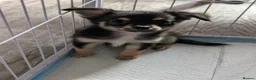 Chihuahua dogs for sale: Chihauhau puppies - Advert 3