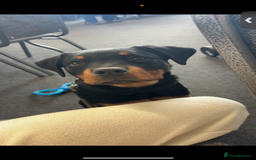 Rottweiler dogs for sale: Loki, Male 8 month rottweiler - Image 2