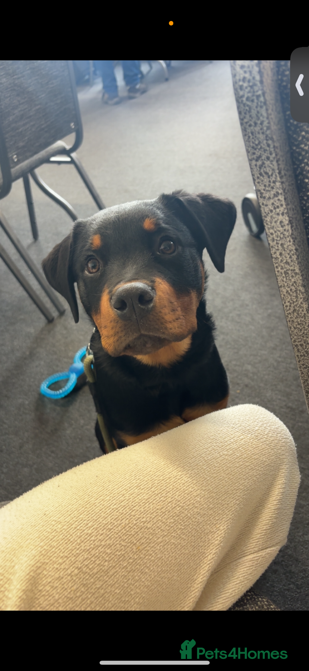 Rottweiler dogs for sale: Loki, Male 8 month rottweiler - Image 2