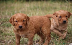 Golden Retriever dogs for sale: Dark Red Kc Registered Golden Retriever Puppies - Image 22