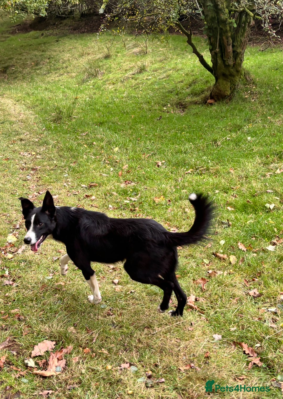 Border Collie dogs for sale: Benji - Image 2