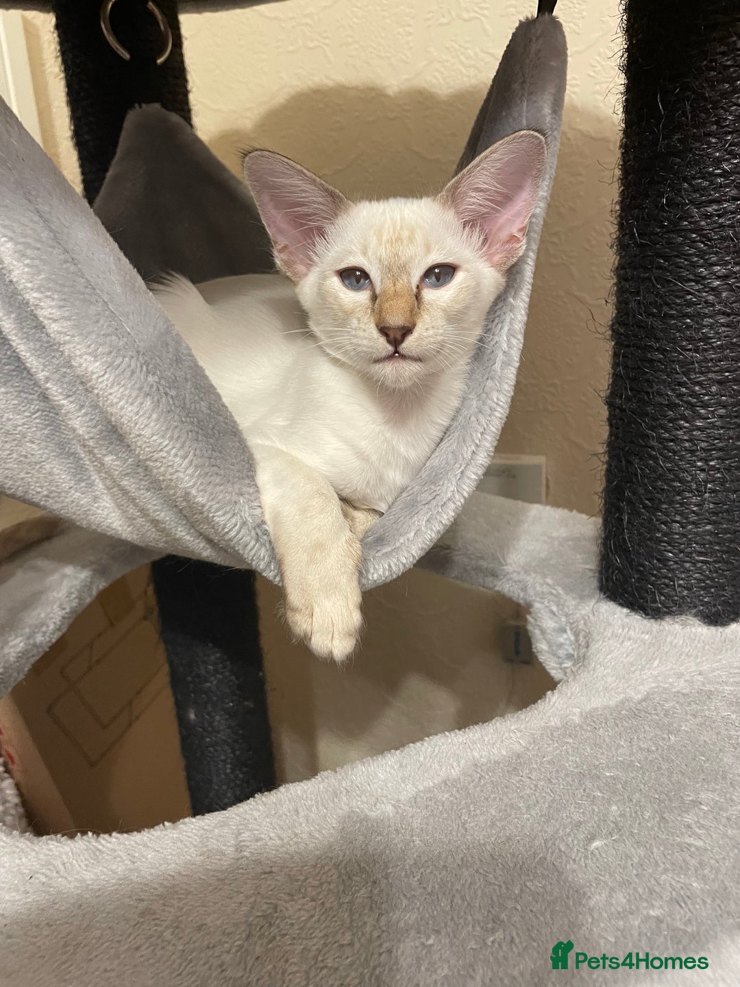 For Adoption Special Needs Cat Rescue California Wild Blue Cat