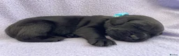 Labrador Retriever dogs for sale: Stunning litter of Labrador Puppies  in Barnsley - Advert 29