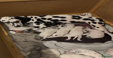 Dalmatian dogs - Advert 1