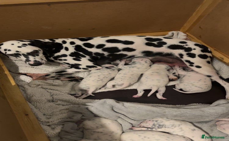 Dalmatian dogs - Advert 5