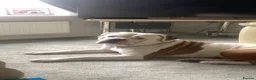 American Bulldog dogs for sale: To a good home  - Advert 3
