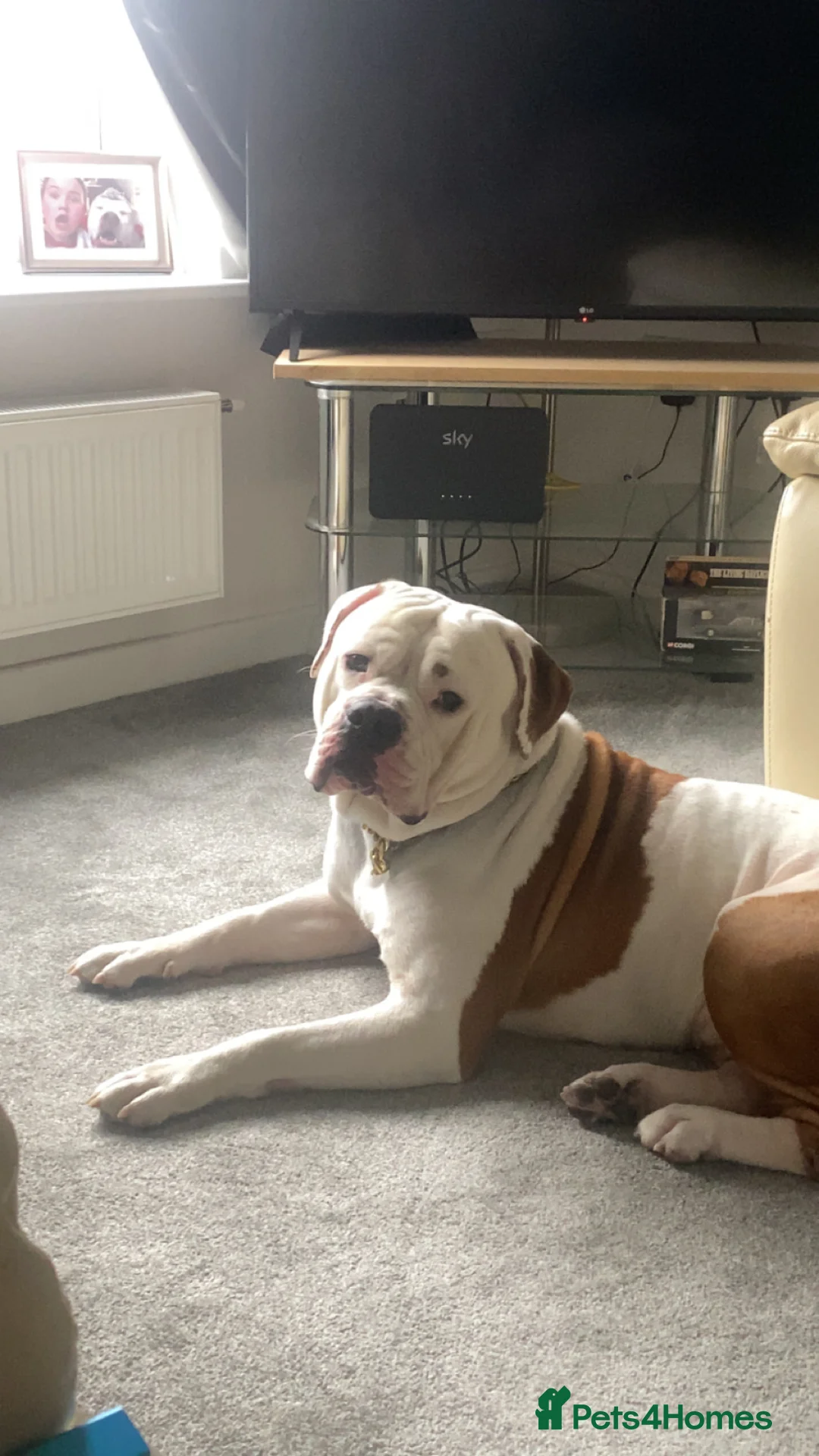 American Bulldog dogs for sale: To a good home  - Advert 3