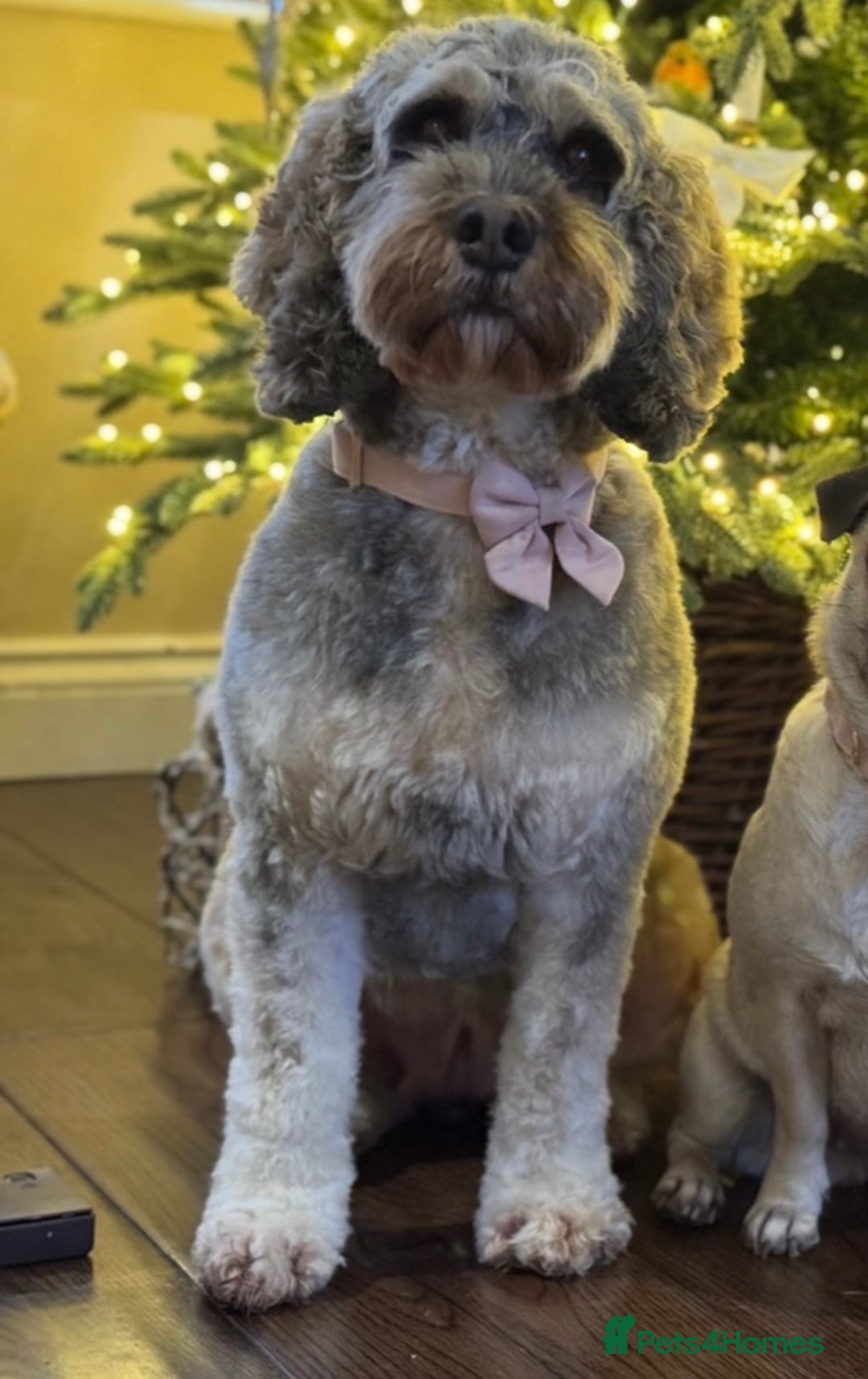 Cockapoo dogs for sale: Merle F1B Cockapoo Puppies - Image 24