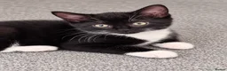 Mixed Breed cats for sale: Beautiful fluffy tuxedo kittens available now - Advert 8
