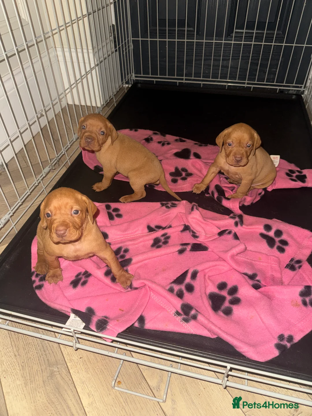 Hungarian Vizsla dogs for sale: Hungarian Vizsla KC Puppies excellent Pedigree - Advert 2