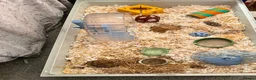 Hamster rodents for sale: Russian dwarf hamster  in Leeds - Advert 5