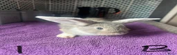 English Lop rabbits for sale: X2 8 week old Male lops  - Advert 6