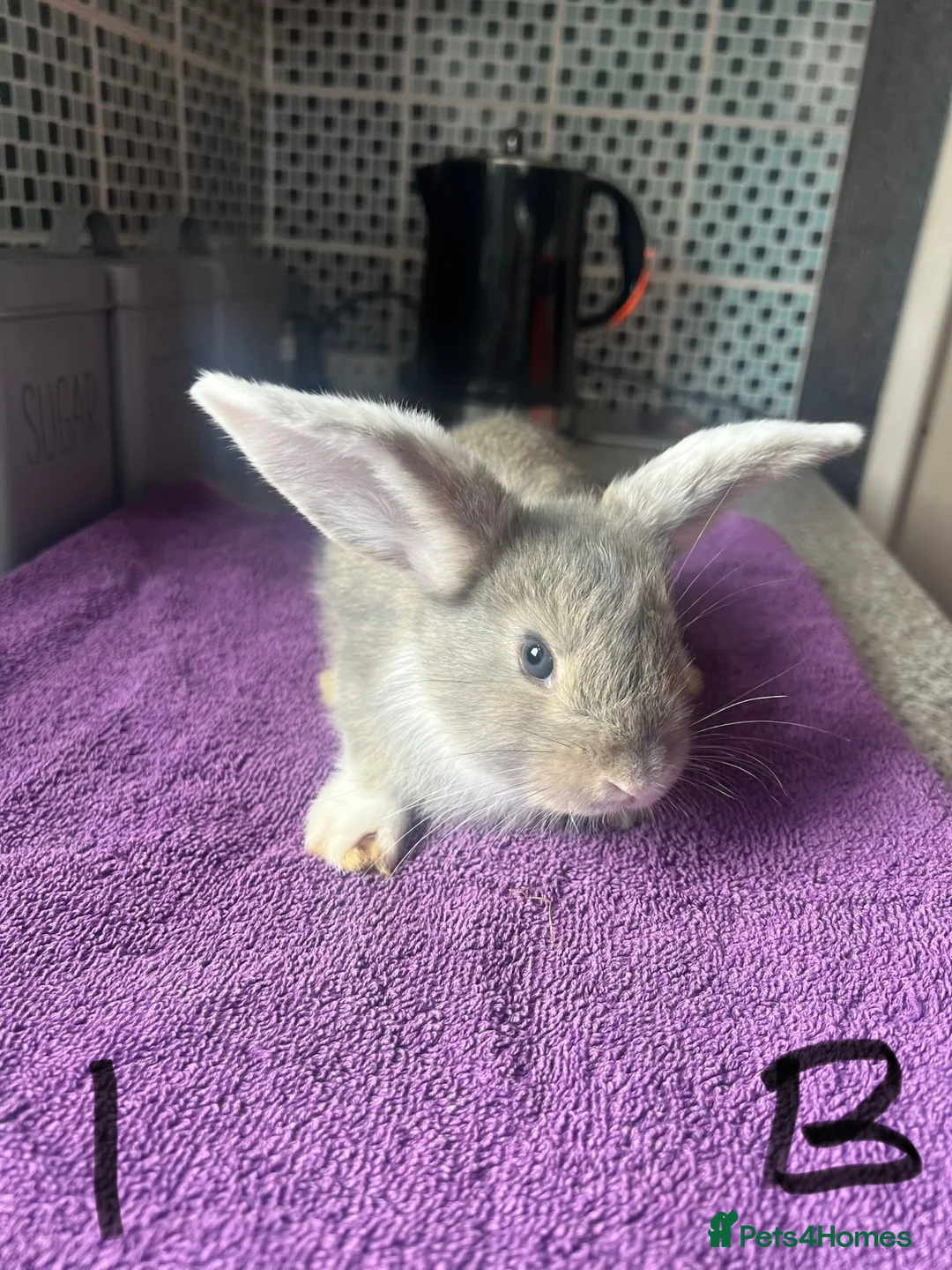 English Lop rabbits for sale: X2 8 week old Male lops  - Advert 6