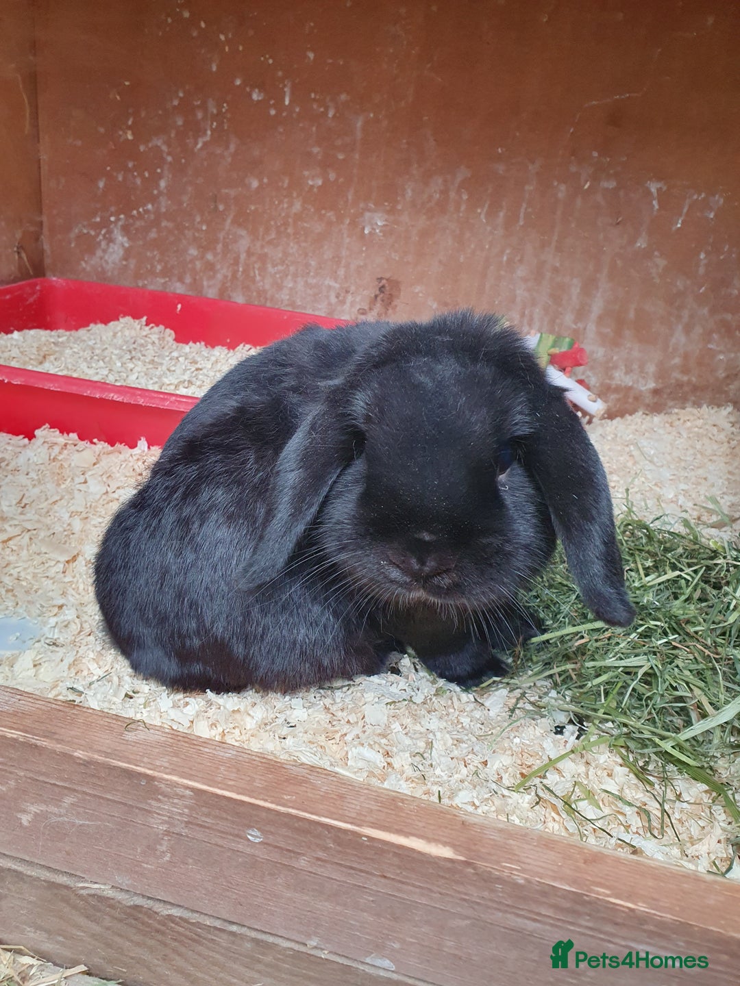 Dwarf Lop rabbits for sale: Spayed/neutered rabbits for adoption VAC Yurvac - Image 9