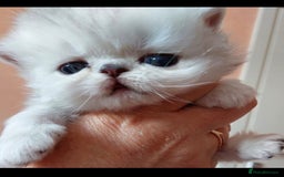 Persian cats for sale: Italian Persian chinchilla kittens♥️🐾 - Image 20