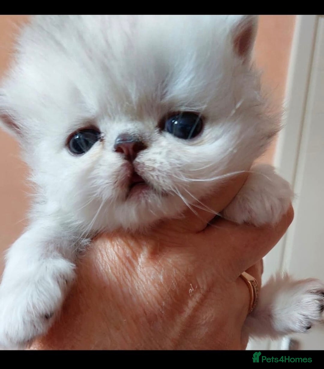 Persian cats for sale: Italian Persian chinchilla kittens♥️🐾 - Image 20