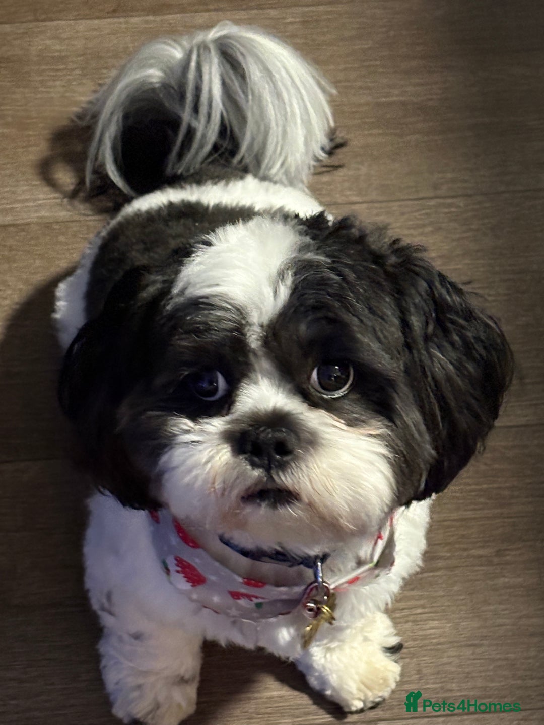 Lhasa Apso dogs for stud: KC registered PRA4 clear Lhasa apso for stud in Northampton - Image 2
