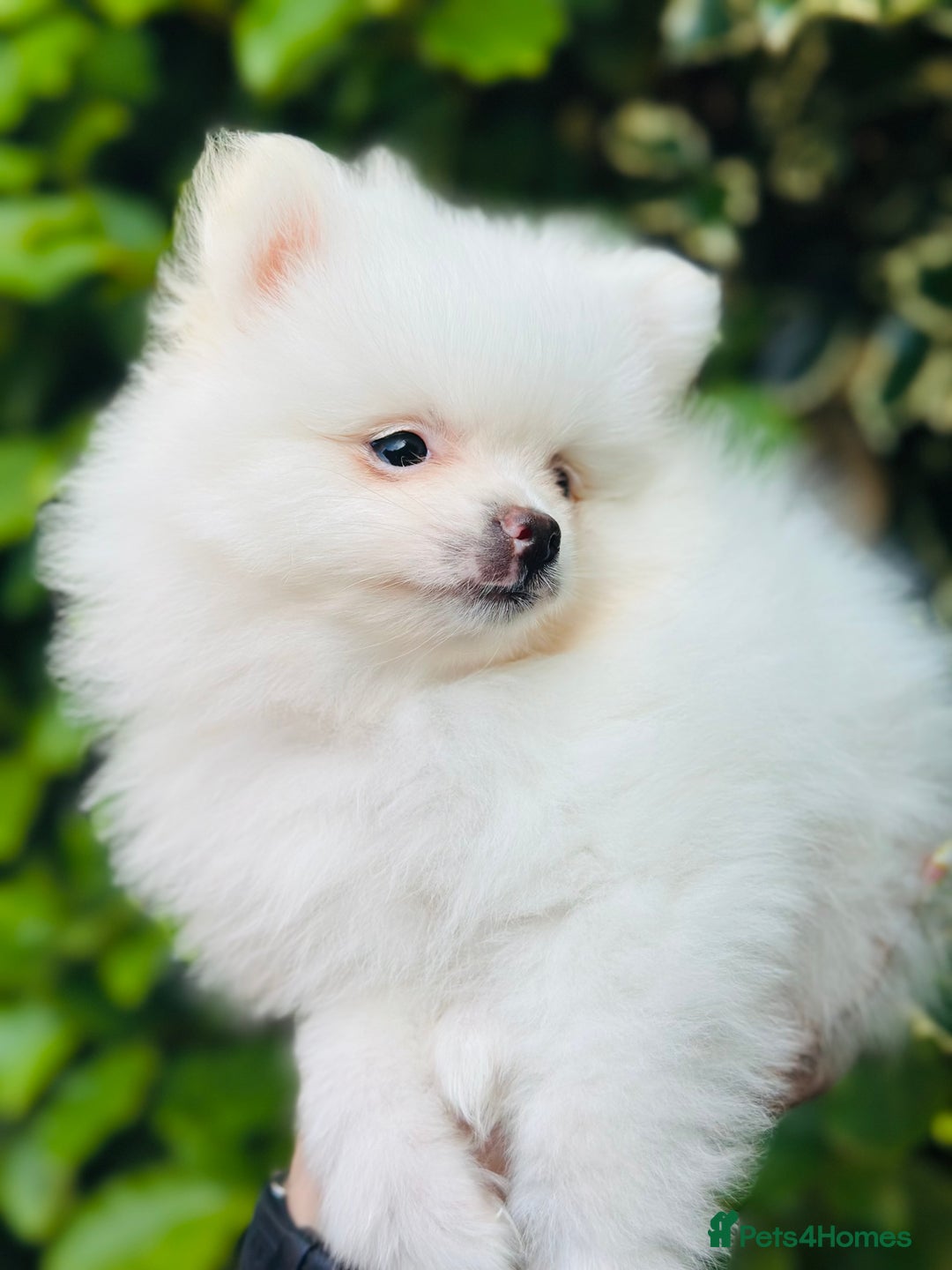 Pomeranian dogs for sale: 3 Gorgeous Pomeranian Puppies-Ready for New Homes - Image 8