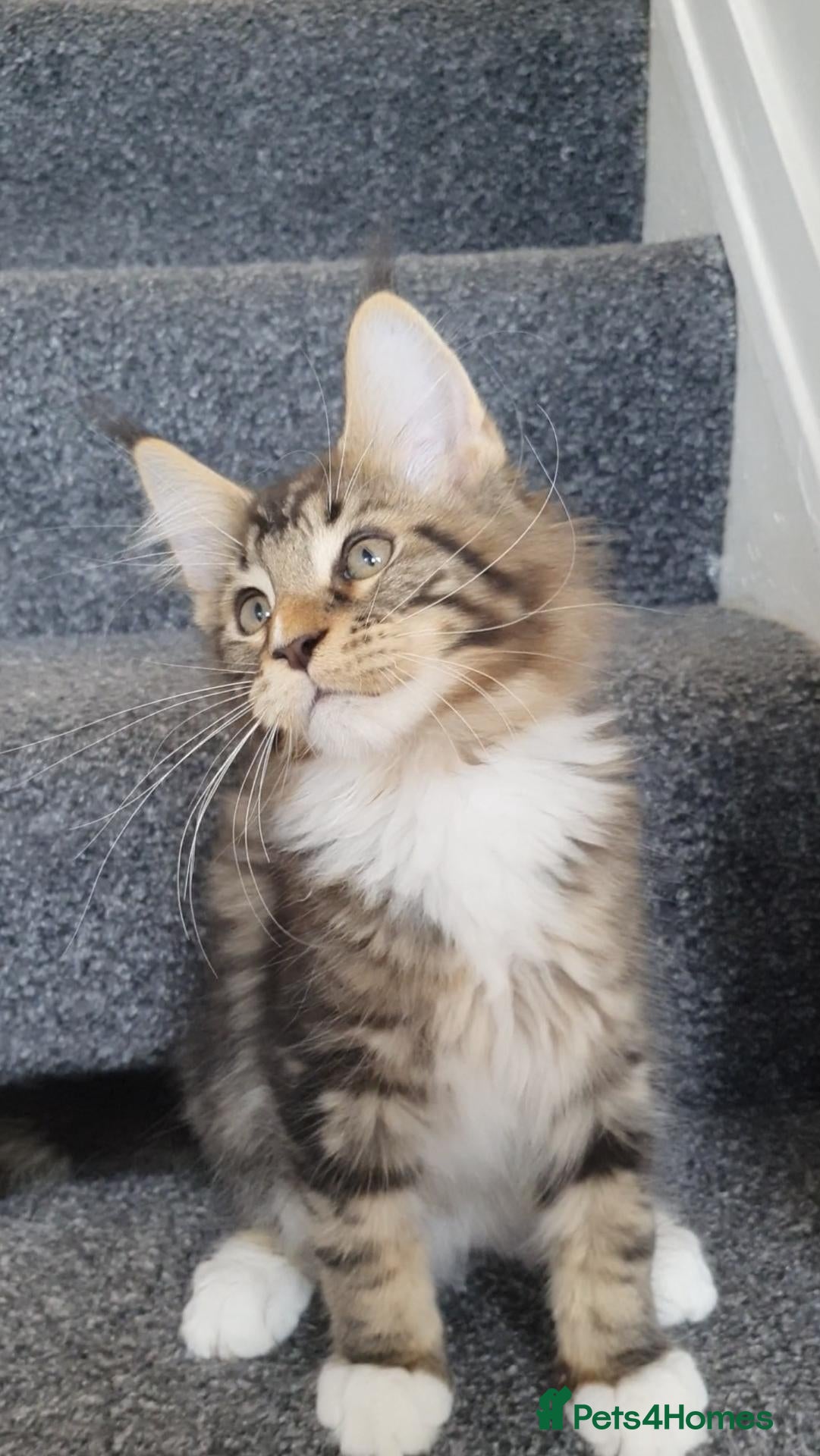 Maine Coon cats 🏅TICA🏅pure maine coon kittens - Advert 10