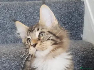 Maine Coon cats 🏅TICA🏅pure maine coon kittens - Advert 10