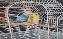 Budgerigars birds for sale: Pair of Budgie's - Image 3
