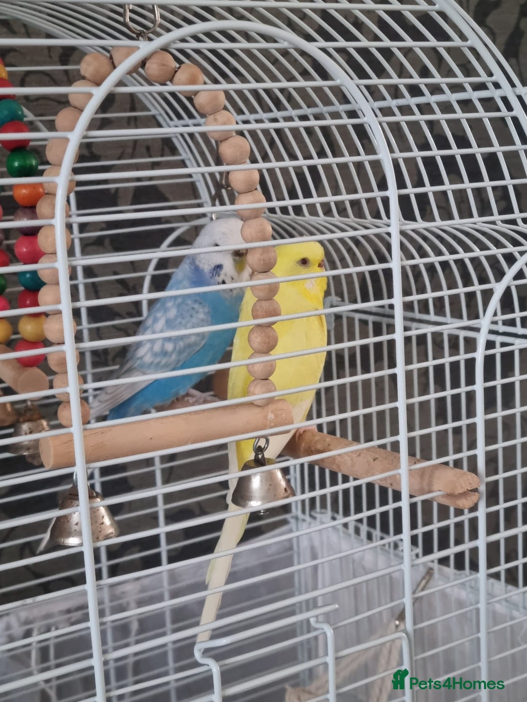 Budgerigars birds for sale: Pair of Budgie's - Image 3
