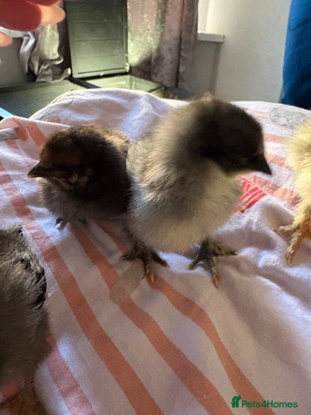 Chickens poultry for sale: Chicks  in Birkenhead - Advert 4