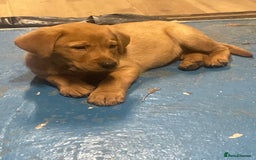 Labrador Retriever dogs for sale: Labrador red fox bitch - Advert 1