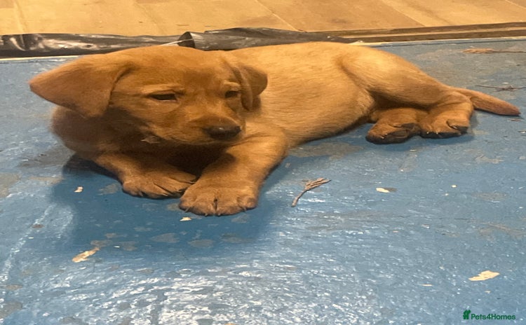 Labrador Retriever dogs Labrador red fox bitch - Advert 4