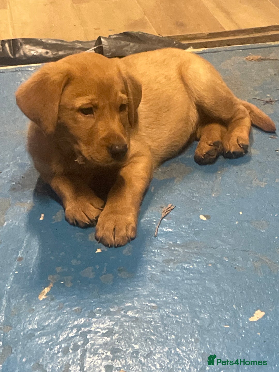 Labrador Retriever dogs for sale: Labrador red fox bitch - Advert 1