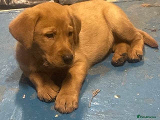 Labrador Retriever dogs Labrador red fox bitch - Advert 1