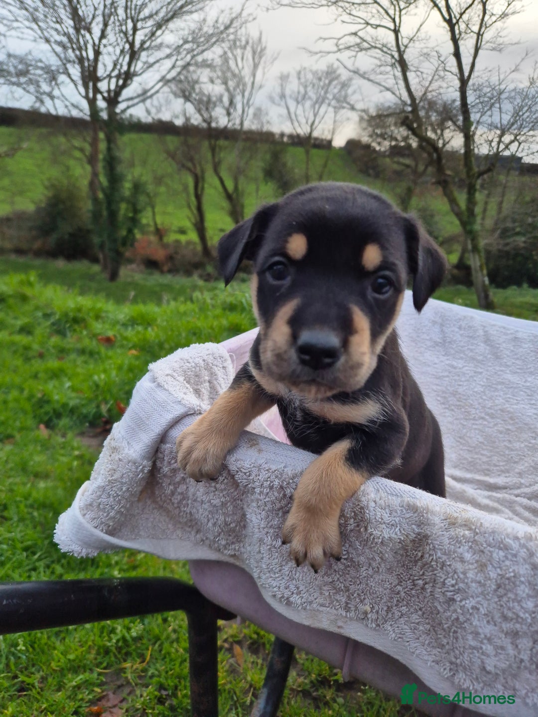 Mixed Breed dogs for sale: Huntaway x collie pups - Advert 8