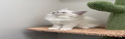 Ragdoll cats for sale: Last 2 STUNNING Ragdoll Kittens Remaining 😍 - Advert 6