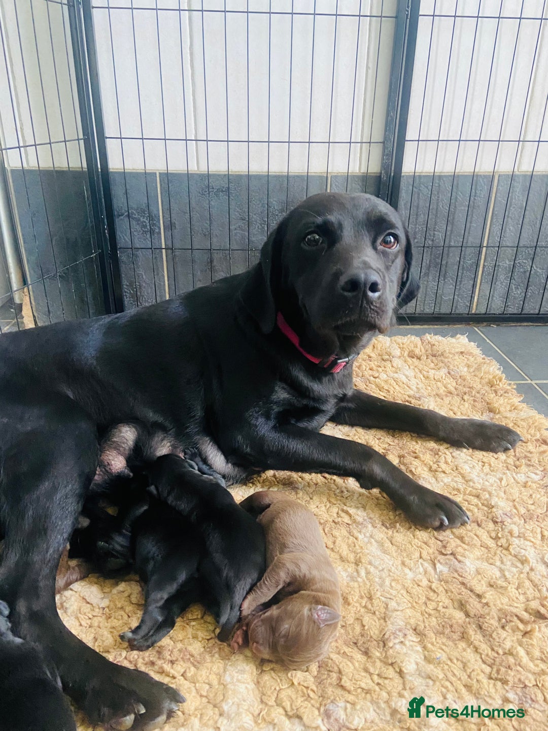 Labrador Retriever dogs for sale: KC registered Labrador pups ready October  - Image 9