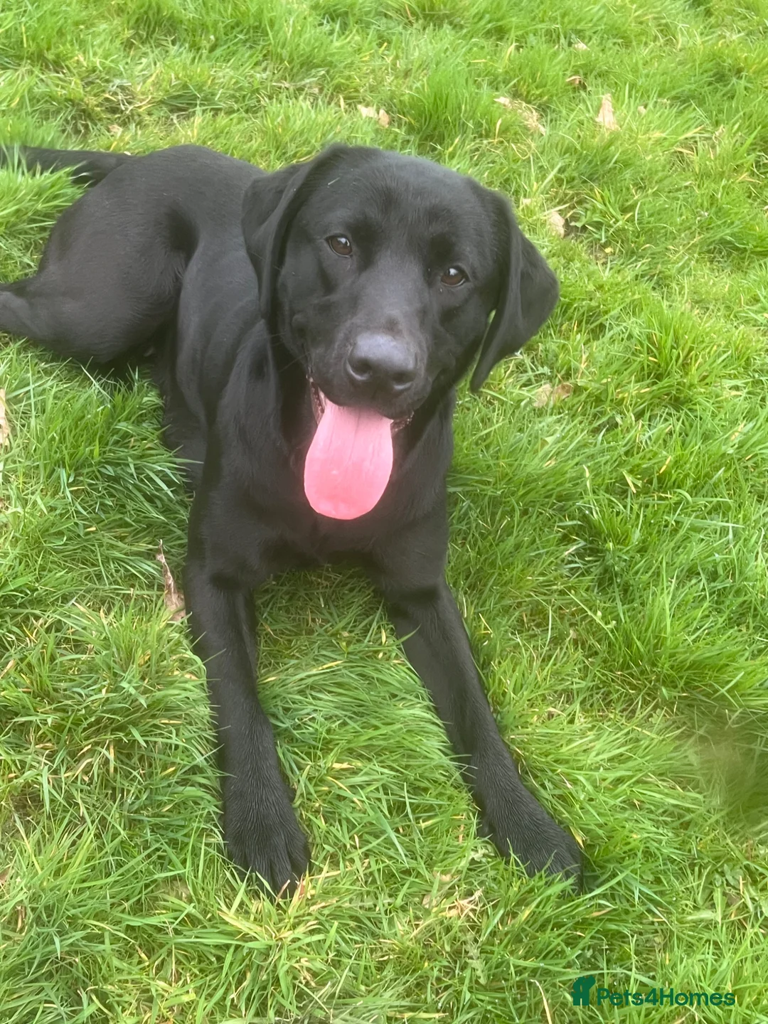 Labrador Retriever dogs for sale: Black lab bitch  - Advert 1