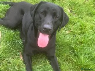 Labrador Retriever dogs Black lab bitch - Advert 1