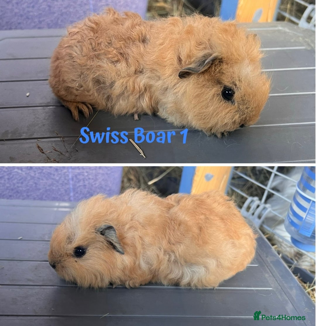 Guinea Pig rodents for sale: Swiss and Lunkarya GuineaPupz Pigs  - Advert 3