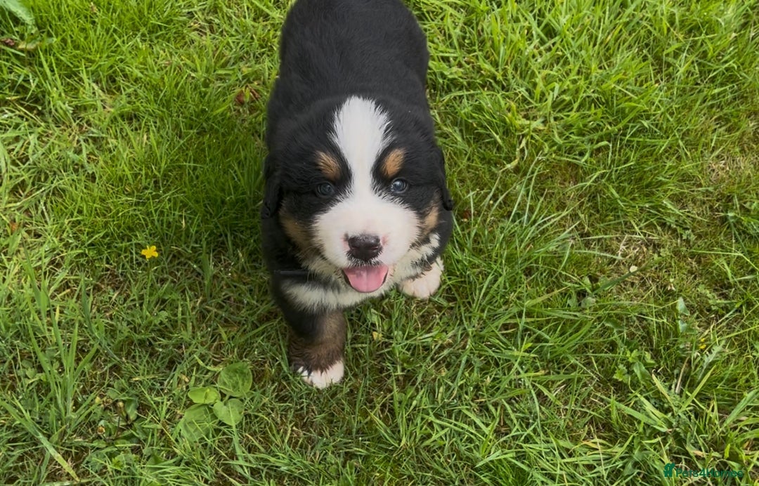 Bernese Mountain Dog dogs for sale: KC Reg Bernese Mountain Dog Puppies - Image 20