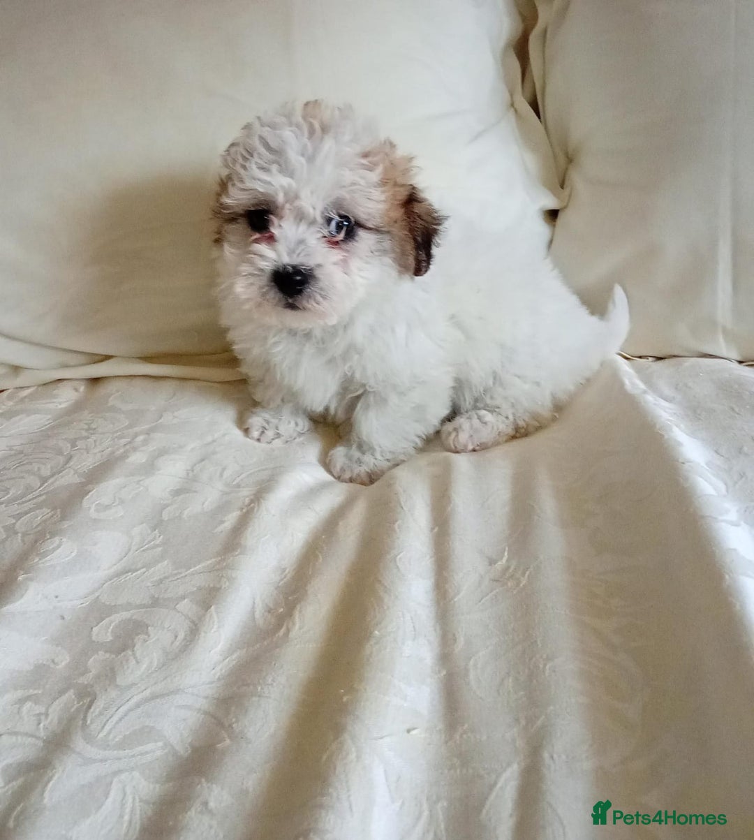 Maltipoo dogs for sale: Maltipoo puppies  - Advert 7