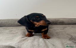 Dachshund dogs for sale: Miniature Male Dachshund puppy  - Image 3